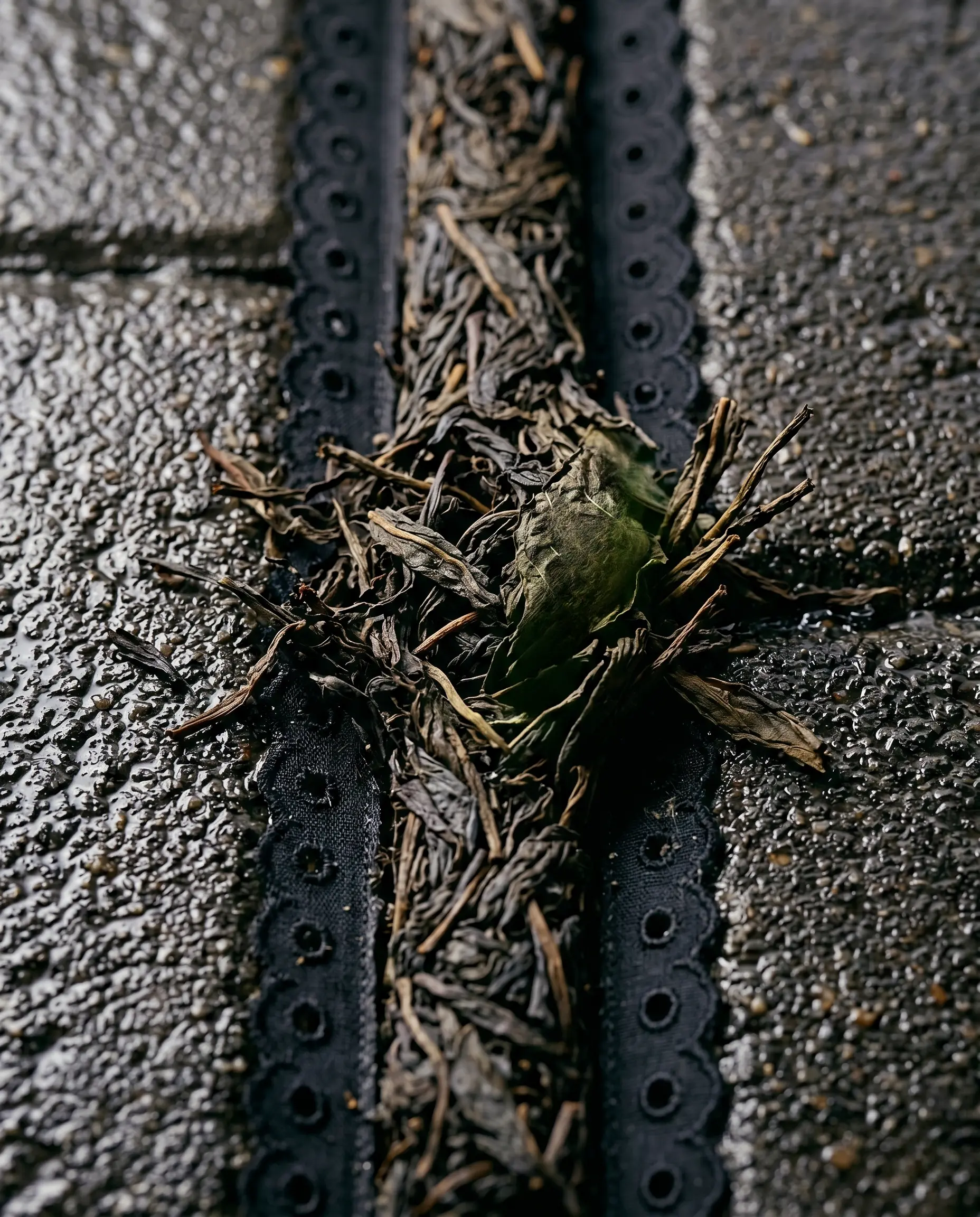 Leaves on the crossing. Two black strips. Neither moving.